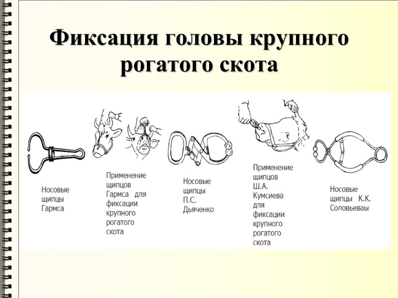 Фиксация головы крупного рогатого скота